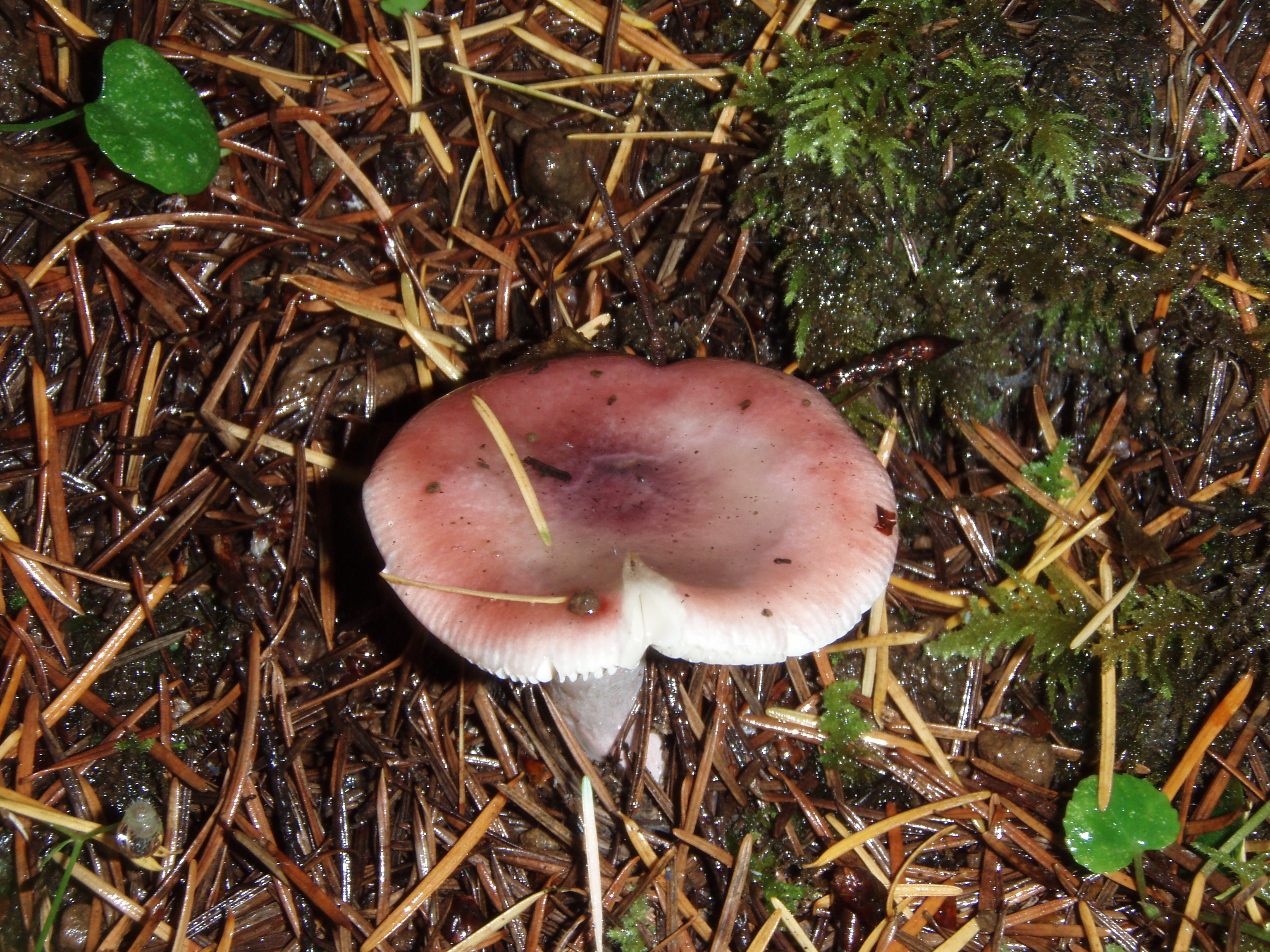 OLYMPUS DIGITAL CAMERA