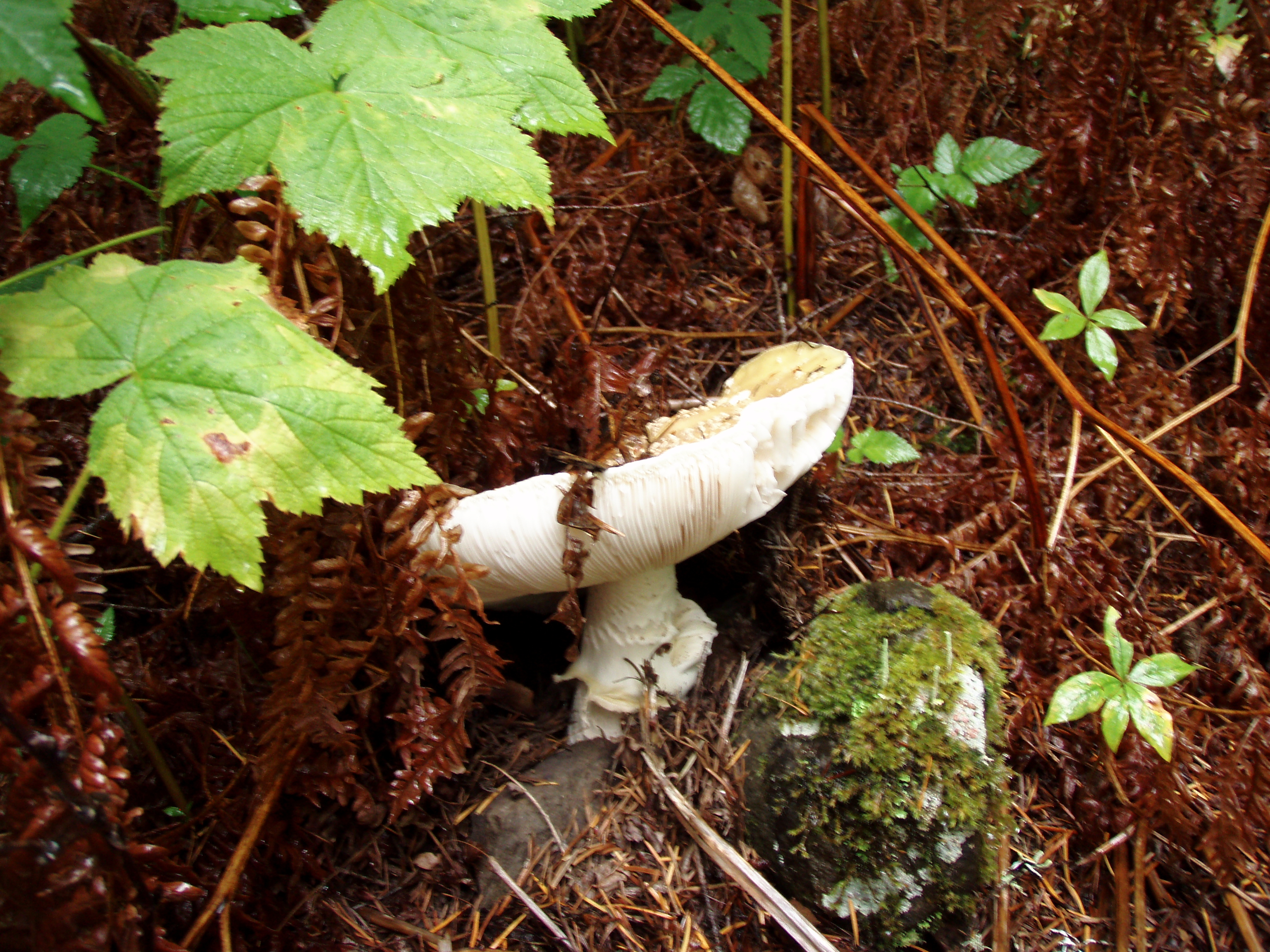 OLYMPUS DIGITAL CAMERA